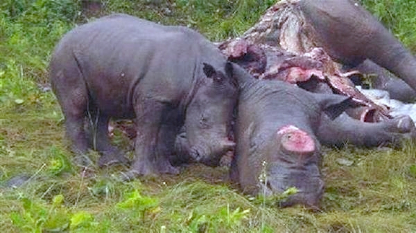 http://baobabtravel.files.wordpress.com/2012/02/dead-rhino-with-calf.jpg